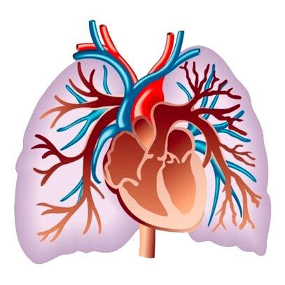 Effect van Pulsactive op het cardiovasculaire systeem